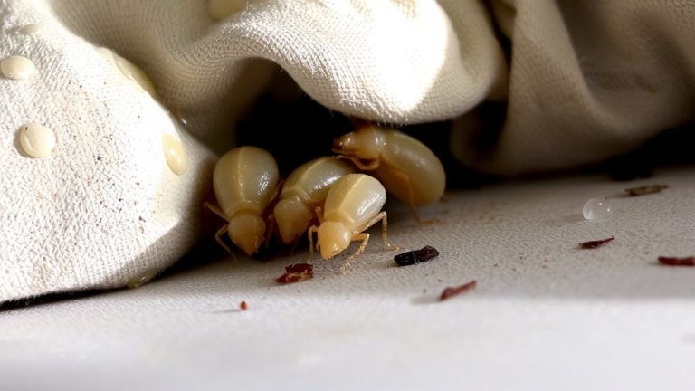 high humidity fosters dust mites