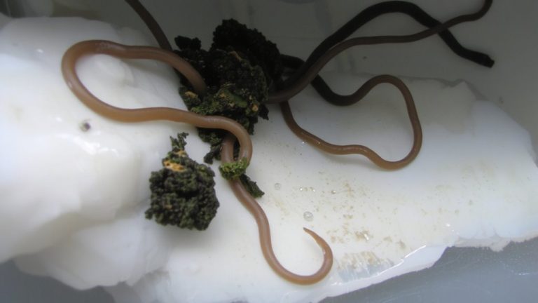 humidifiers breed smelly biofilm