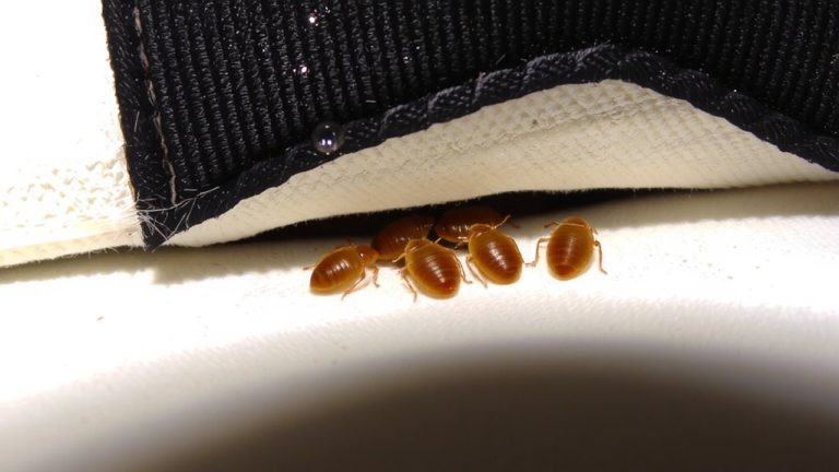 ineffective against hidden bed bugs