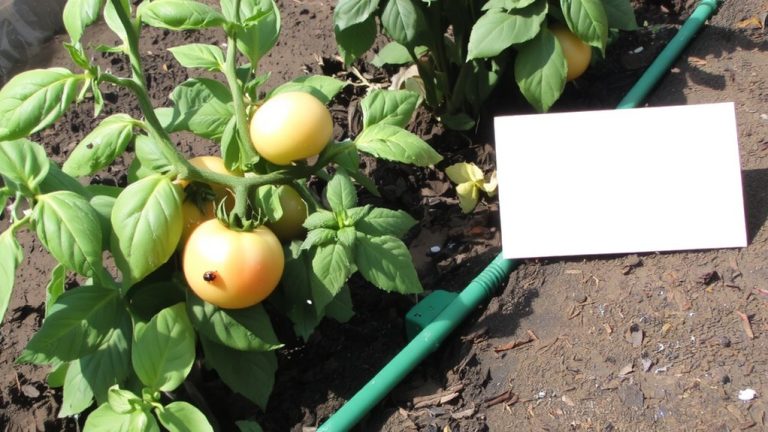 integrated pest management practices