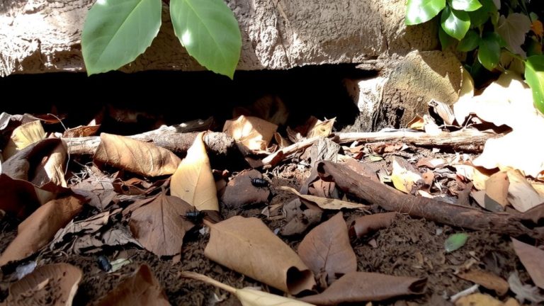 leaf litter and mulch promote earwigs