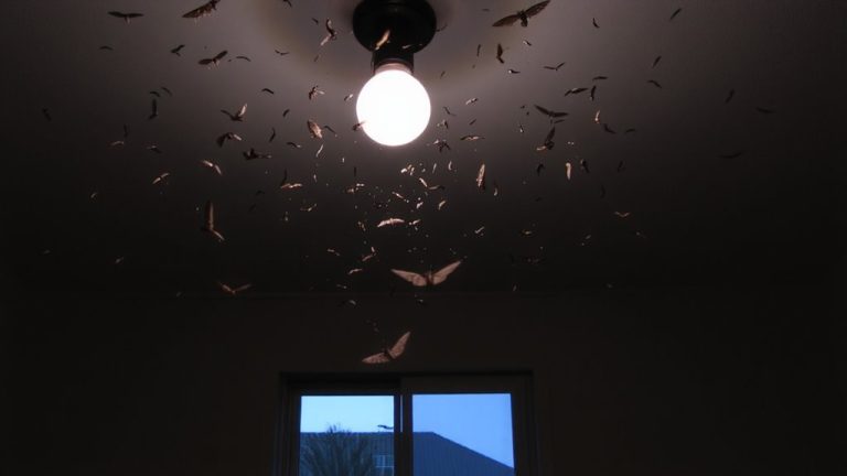 light attraction mechanism indoors