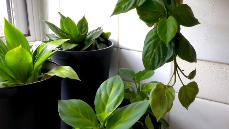 low light bathroom plants
