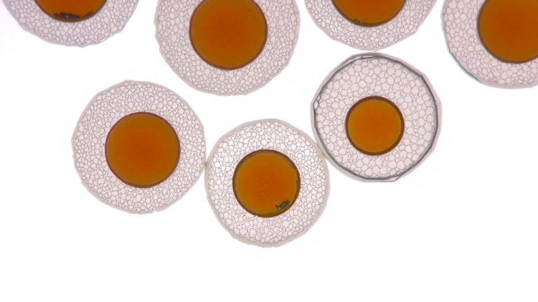 micelles trap oil via hydrophobic effect