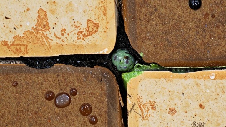 microbial colonization causes bathroom grout darkening and odor