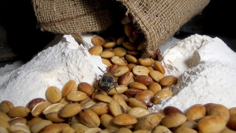 moisture accelerates psocid outbreaks