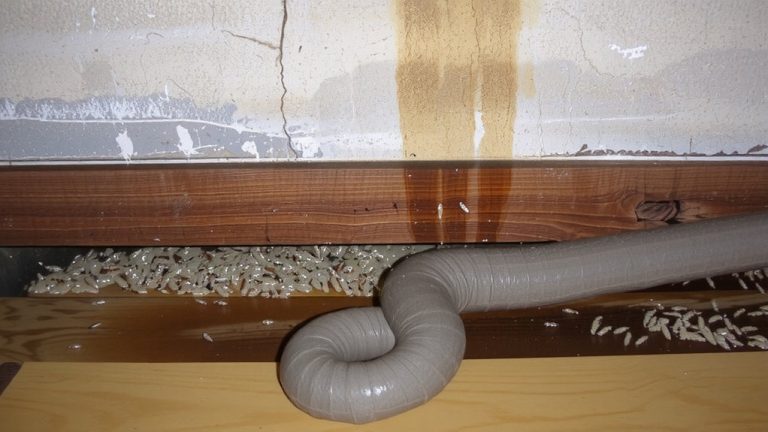 moisture attracts termites foundation subfloors