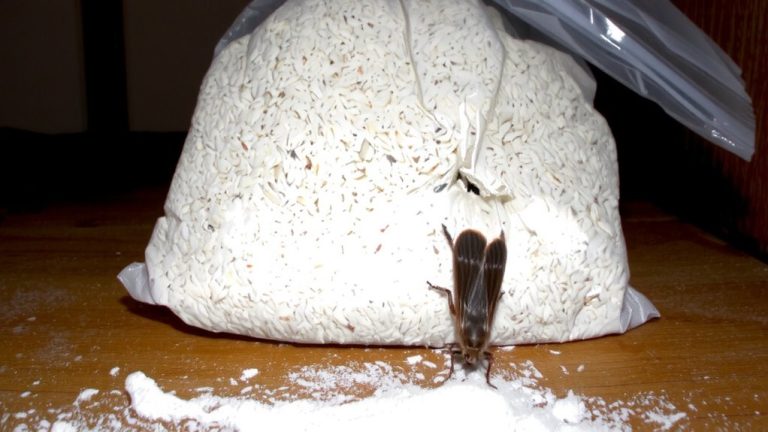 moths breach sealed packages