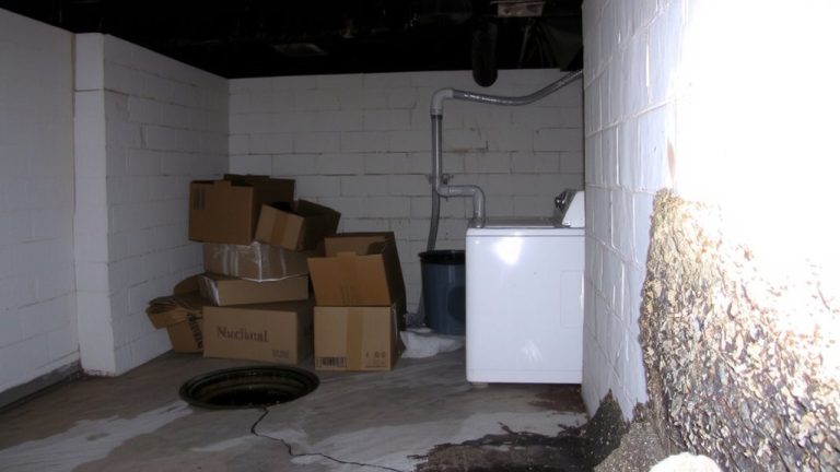 musty basement odor causes solutions