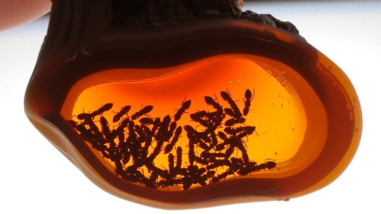 nest thermoregulation in ants
