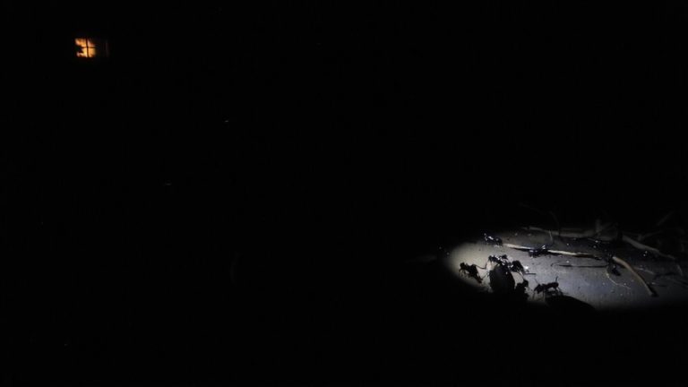 nocturnal ant foraging under artificial light