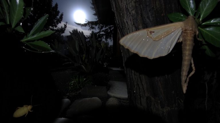 nocturnal pest activity patterns