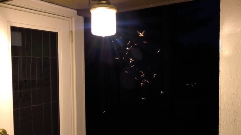 outdoor lighting insect attraction