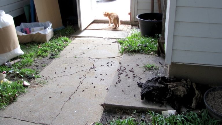 outdoor waste attracts pests