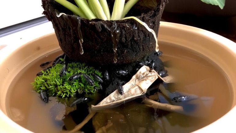 overwatering causes fungus gnat infestations