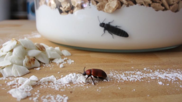 pantry beetles misidentified as moths