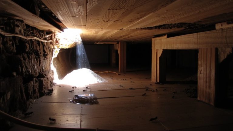 pavement ants nest under floors