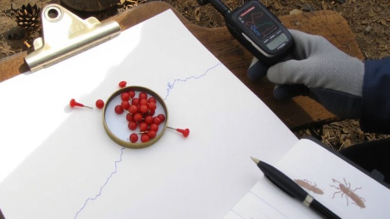 pest infestation forecasting tool