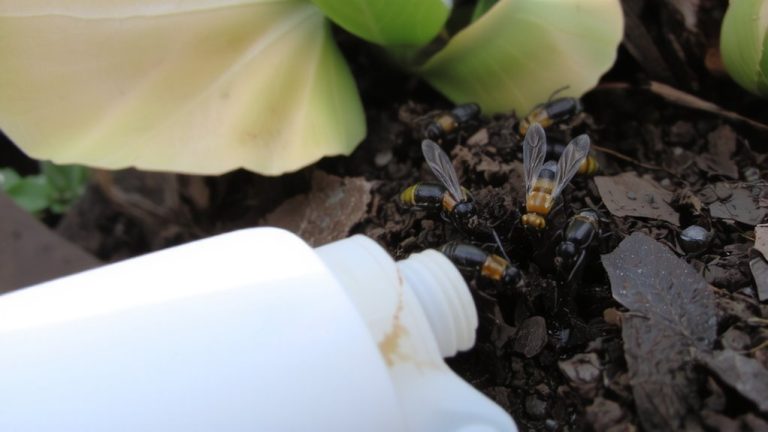 pest resistance to repeated treatments
