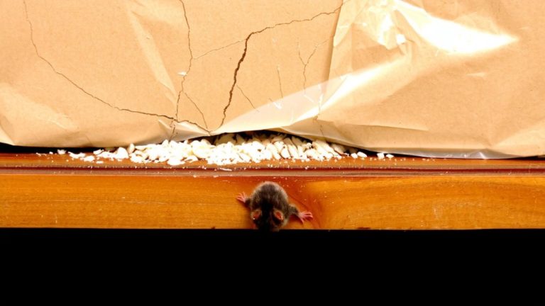 pest resistant packaging failures