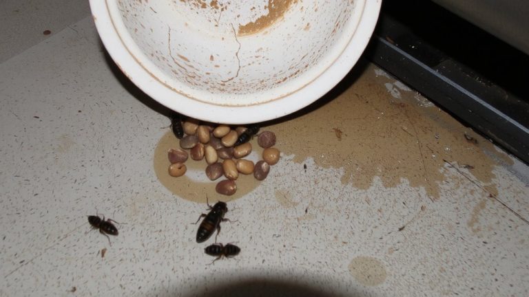 pet food attracts ants roaches
