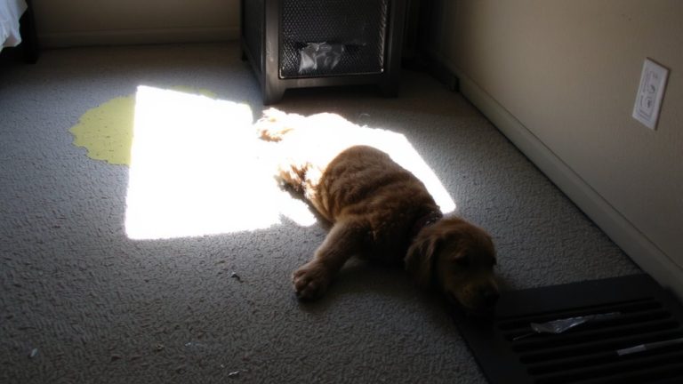 pet urine causes hidden health hazards