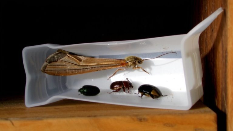pheromone traps for pantry pest monitoring