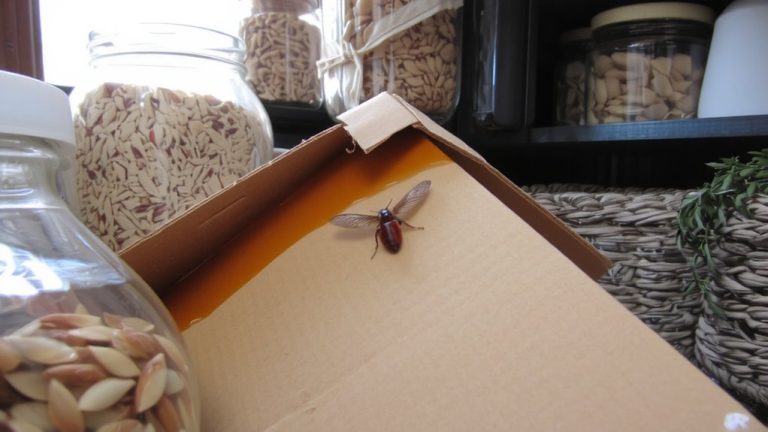 pheromone traps for pantry pests
