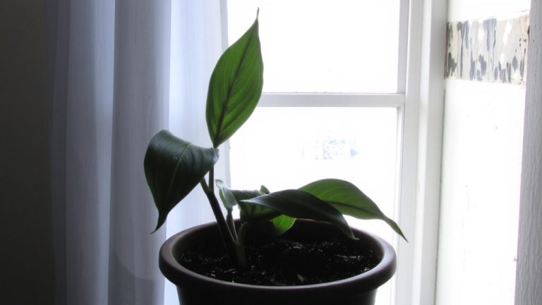 plants damp mold poor ventilation