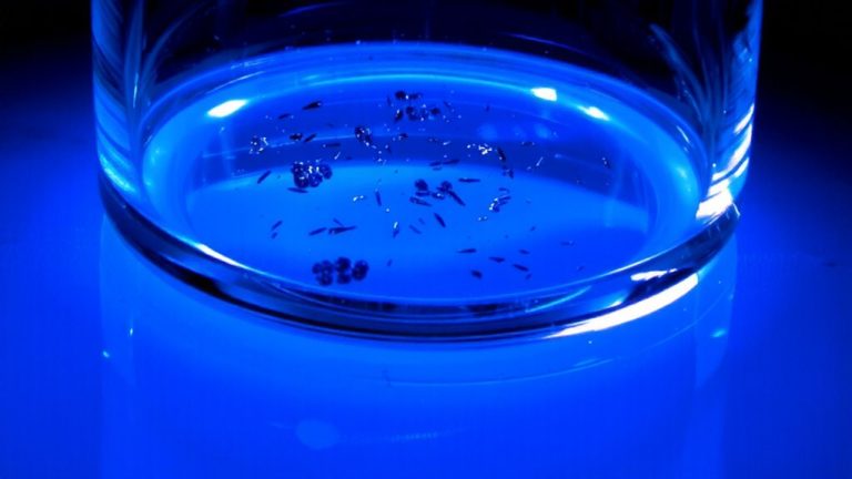 preservatives inhibit bacterial growth