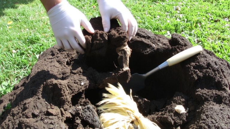 remove pampas grass permanently