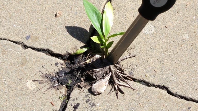 remove weeds from driveway cracks