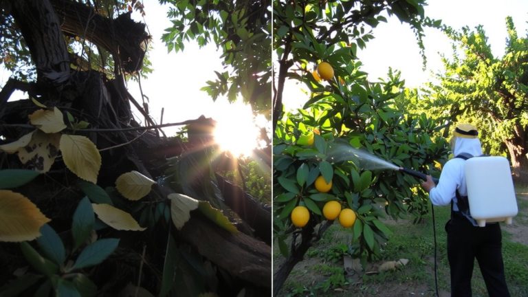 restricted professional insecticides usage explained