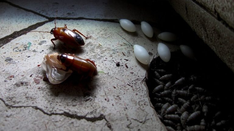 roach resistance evolution