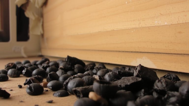 rodent waste health risks