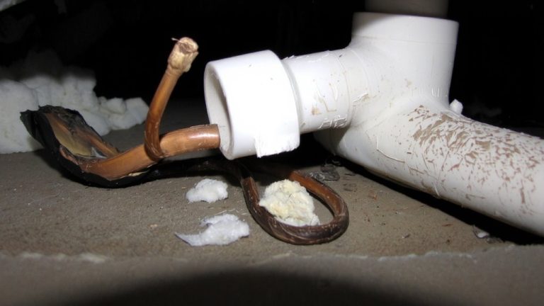 rodents chewing wiring plumbing