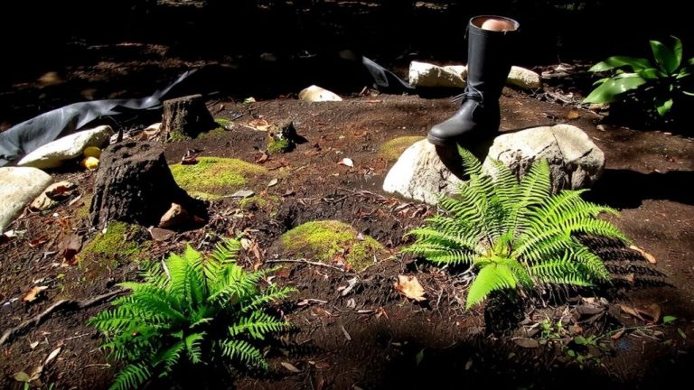 shade tolerant horsetail control