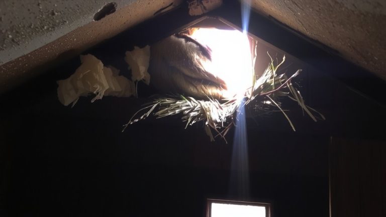 signs of satellite nesting
