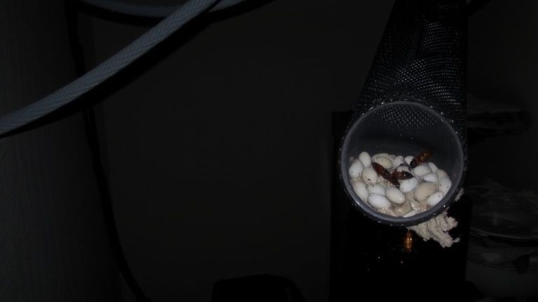 sleeves harbor silverfish ants nest
