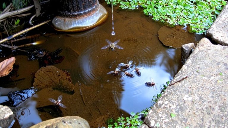 standing water attracts pests