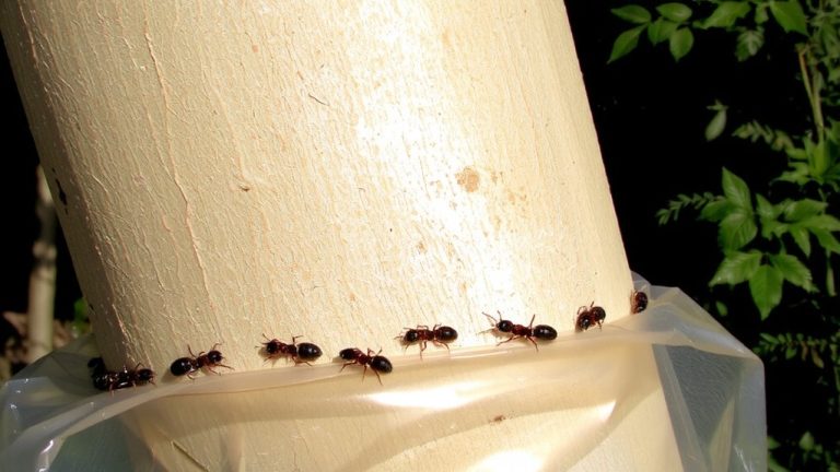 sticky barriers for ant pathways