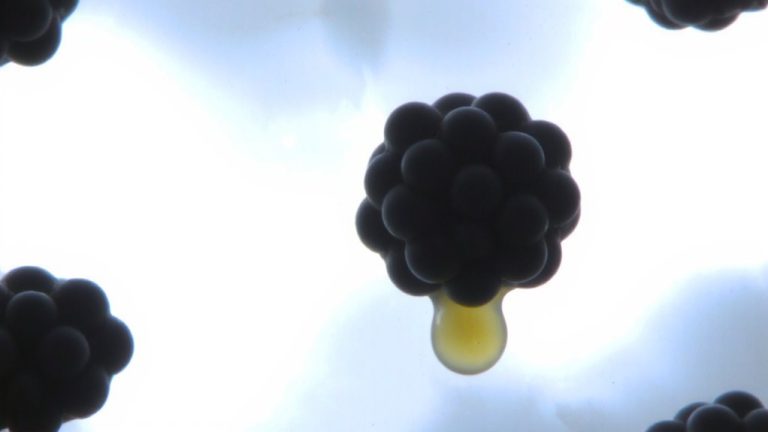 surfactant micelles encapsulate oil