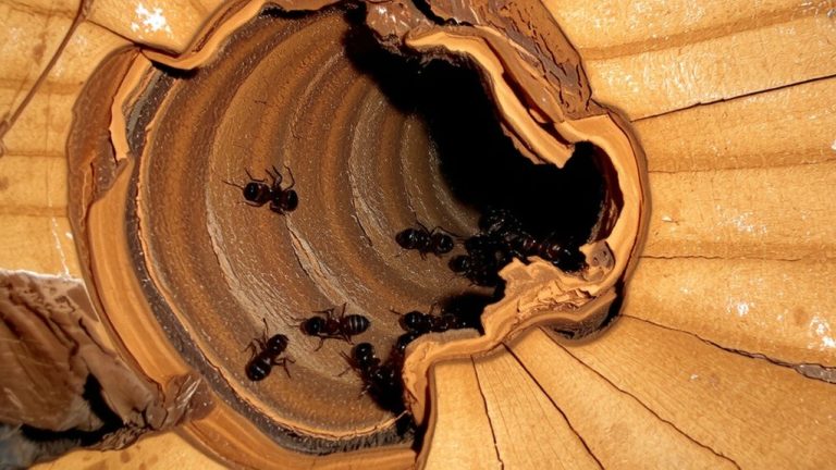 sustaining colonies via satellite nests