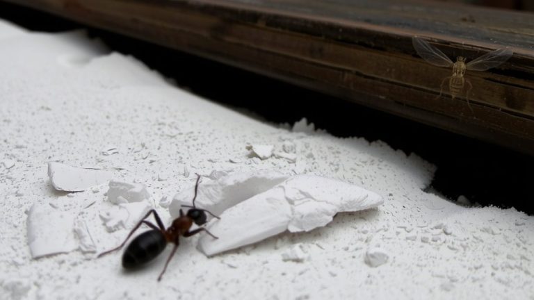 targets crawling not flying pests