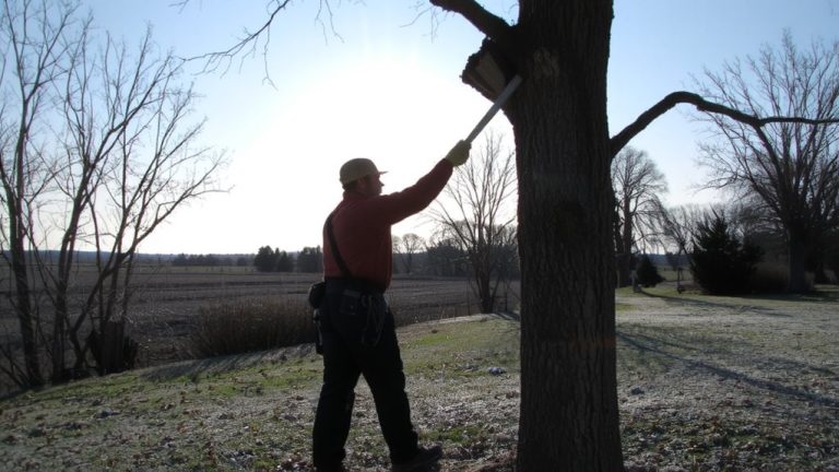 trim during dormant seasons