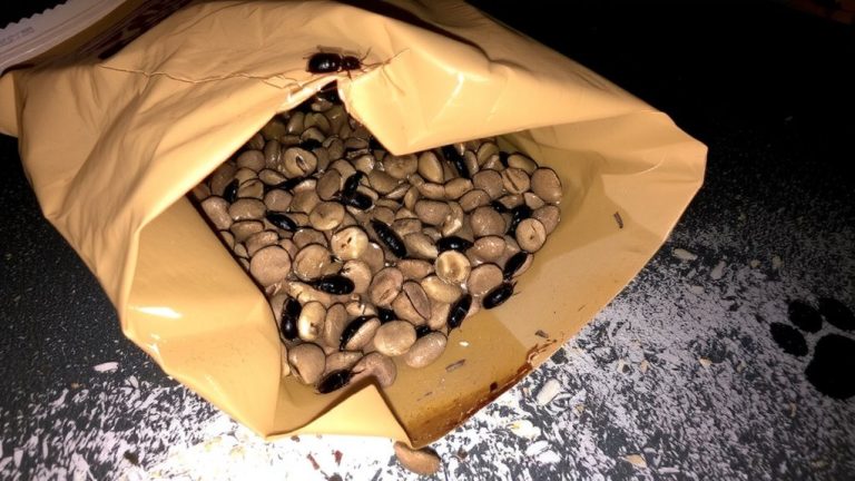 unsealed bags attract pests