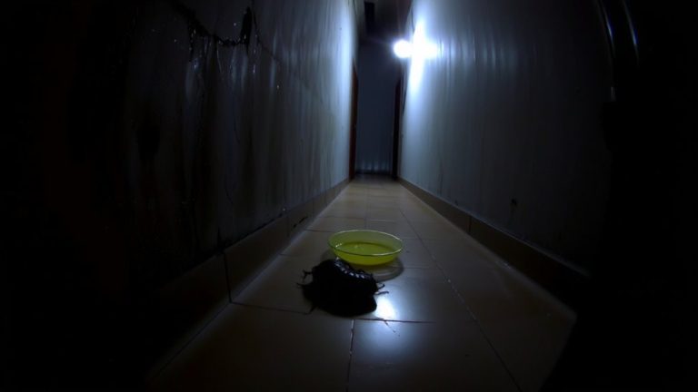 use sticky traps indoors