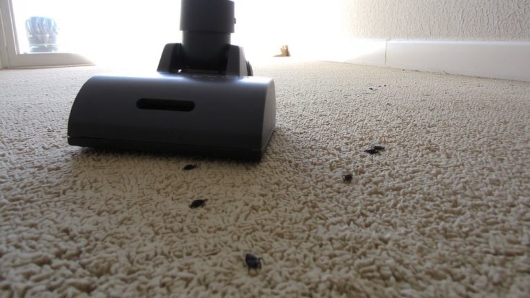 vacuuming before chemical treatment