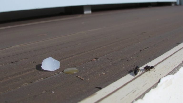 vinegar repels ants temporarily