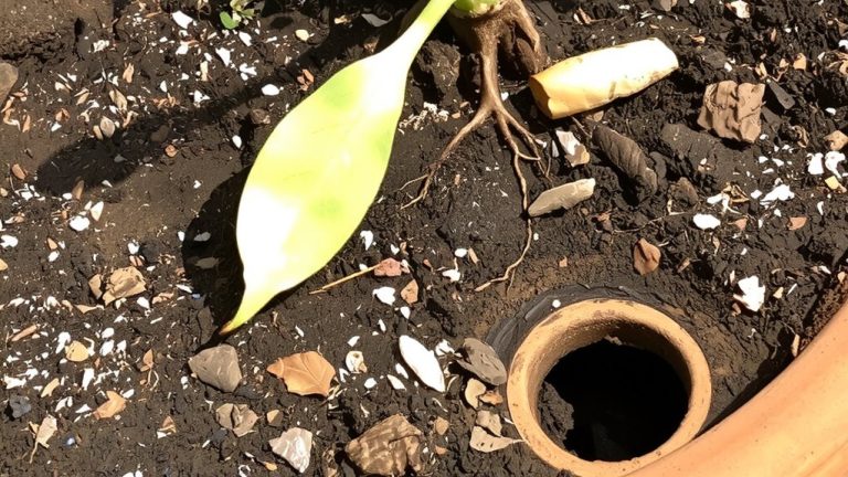 well draining soil mix